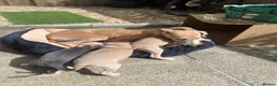 Whippet dogs for sale: KC Reg Whippet  - Advert 6