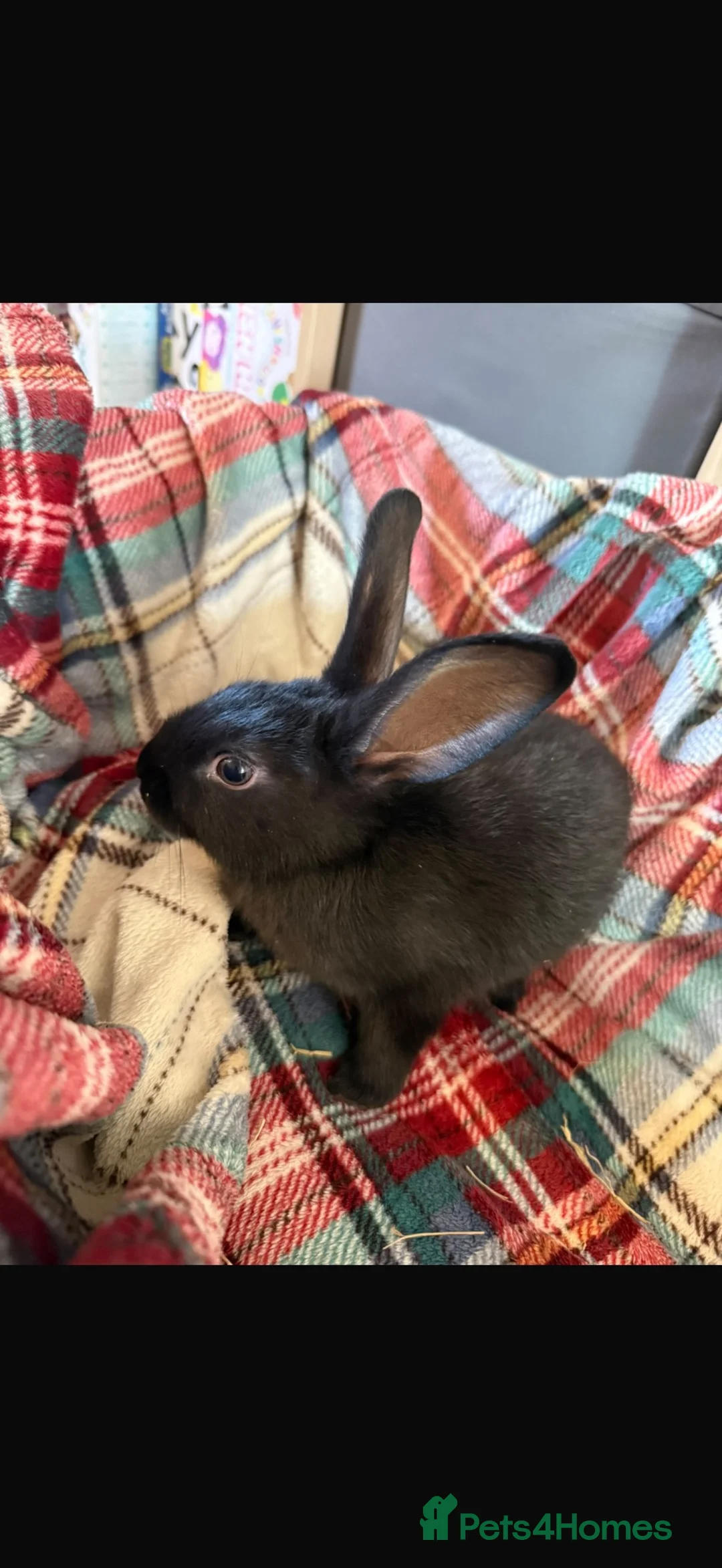 Mixed Breed rabbits for sale: 3 boy rabbits  in Carterton - Advert 3