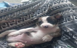 Mixed Breed dogs for sale: Puppies - Image 7