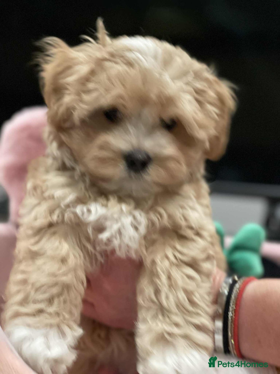 Maltipoo dogs for sale: Maltipoo girl puppy for sale  - Advert 10