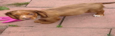 Cocker Spaniel 4