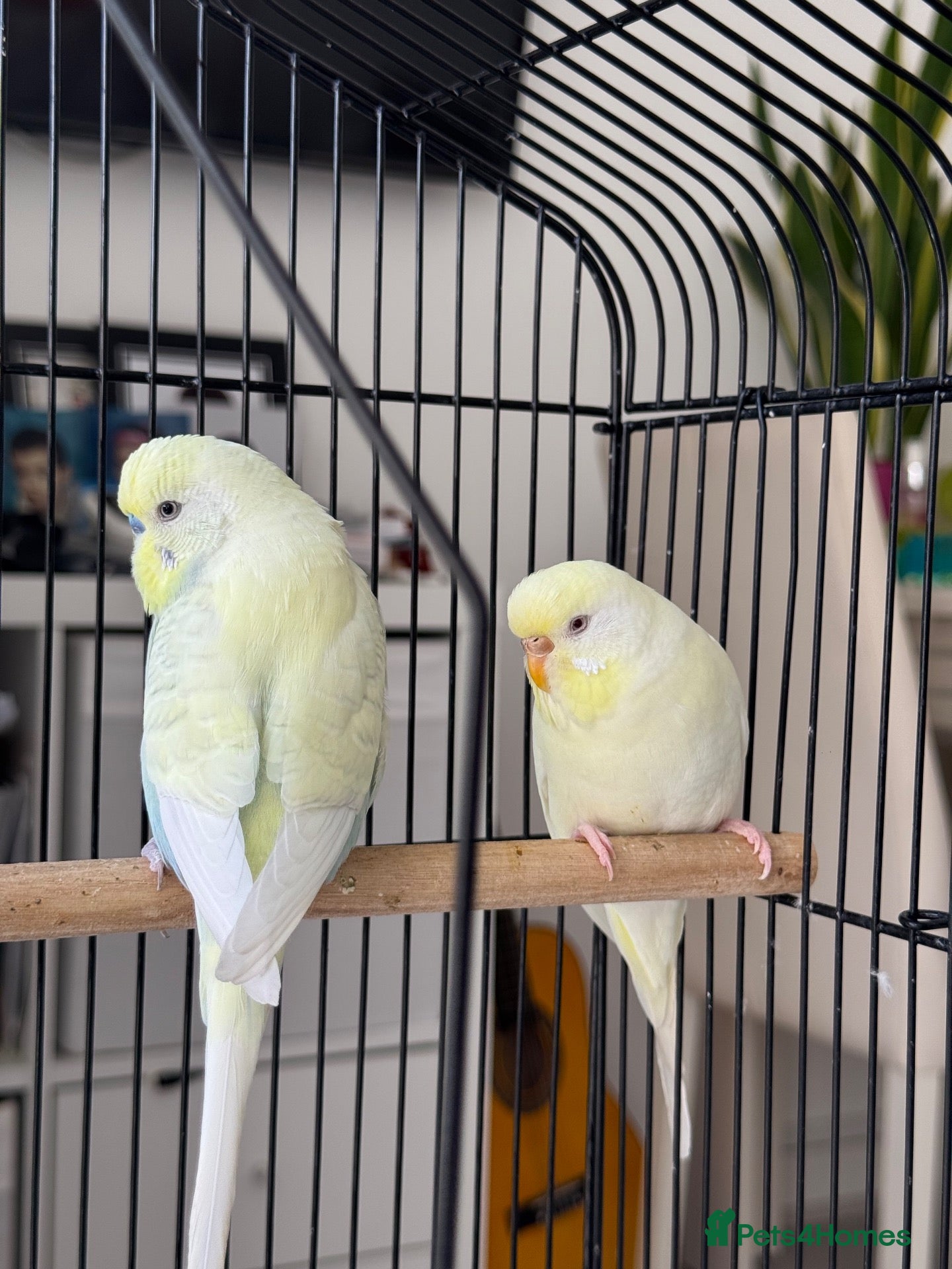 Budgerigars birds Pair of Beautiful Budgies with Cage and Toy - Advert 21