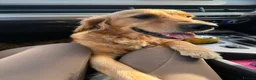 Golden Retriever dogs for sale: Golden Retriever Puppies - Advert 5