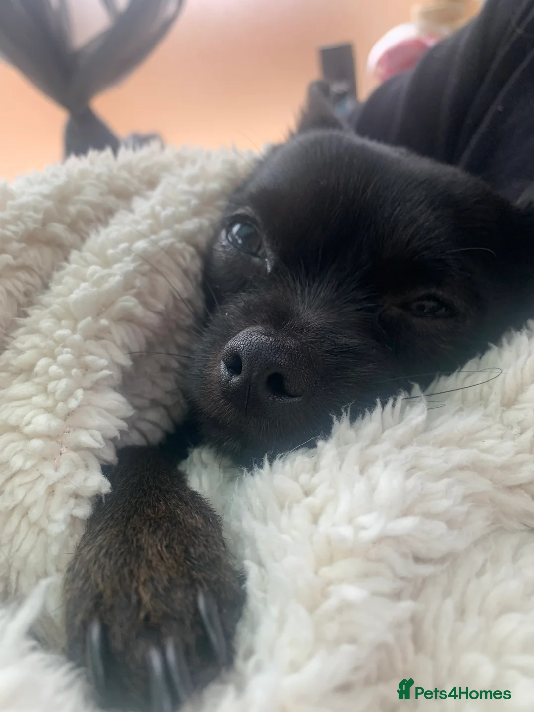 Chihuahua dogs for sale: 3 year old chihuahua boy - Advert 3