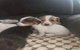 Mixed Breed dogs for sale: I have six beautiful jack dash for sale  - Image 6