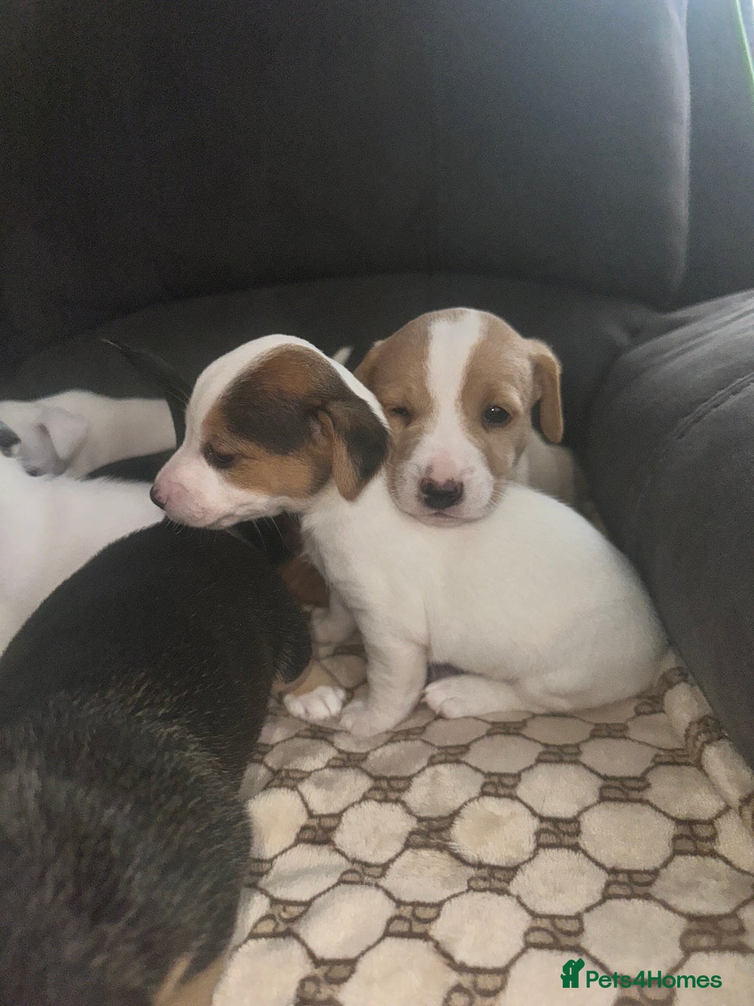 Mixed Breed dogs for sale: I have six beautiful jack dash for sale  - Image 6