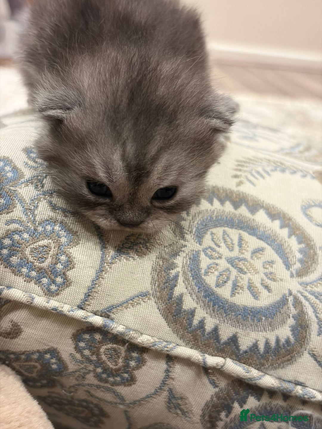 Persian cats for sale: PERSIAN KITTENS FOR SALE - Advert 8