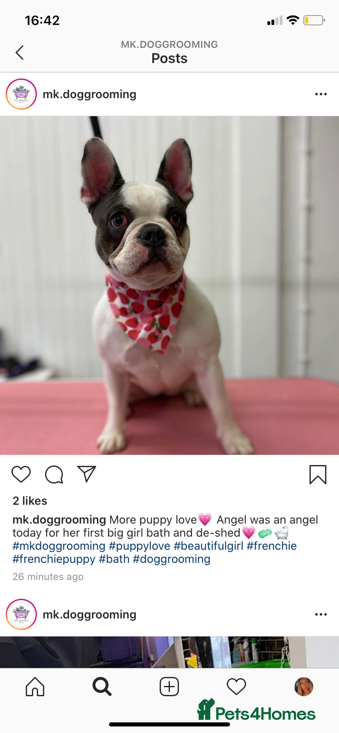 French Bulldog dogs for sale: Angel  - Advert 3