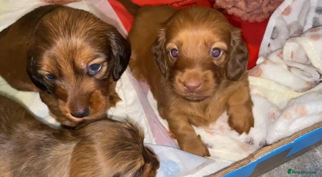 Miniature Dachshund dogs for sale: Gorgeous Long Haired Miniature Dachshund puppies!  - Image 6