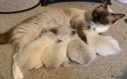 Ragdoll cats for sale: Adorable Ragdoll kittens - Image 10
