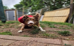 Border Collie dogs for sale: 8 Month Old Border Collie - Koa - Image 3