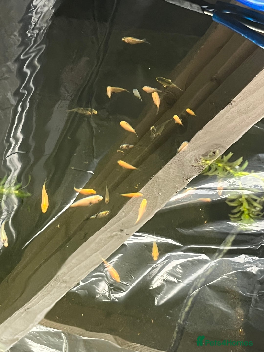 Koi Carp fish for sale: Baby koi 1-2 inches  - Image 9