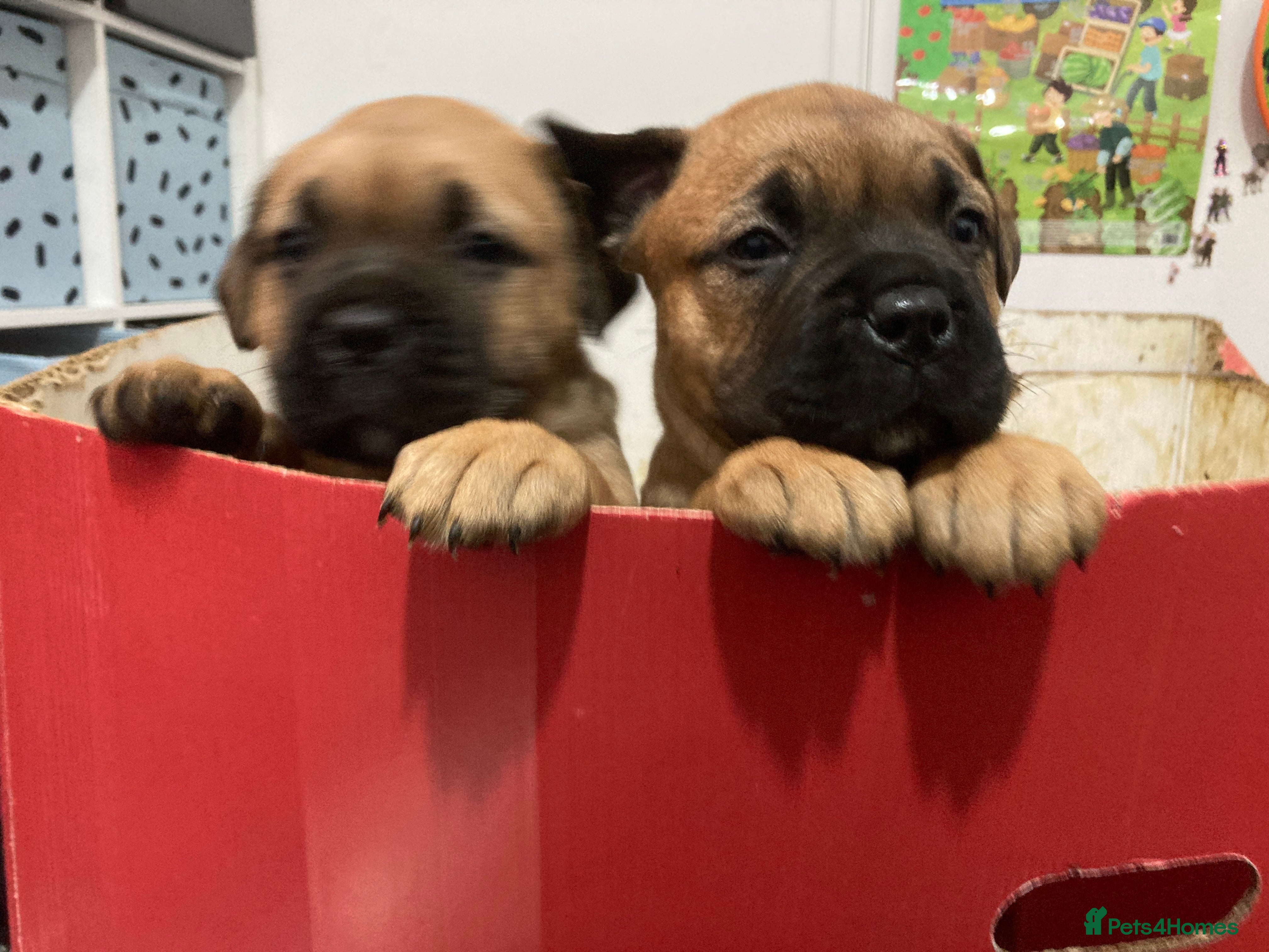 Bullmastiff dogs Bullmastiff puppies for sale - Advert 1