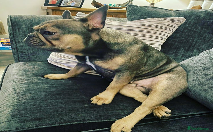 French Bulldog dogs - Advert 1