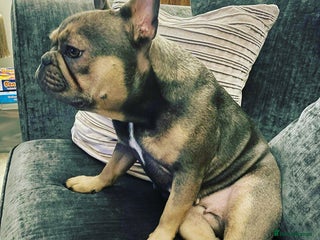 French Bulldog dogs - Advert 4