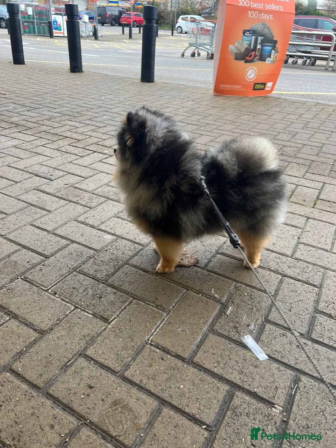 Pomeranian dogs for stud: Stunning Blue Merle Pomeranian Stud Available in Derby - Advert 4