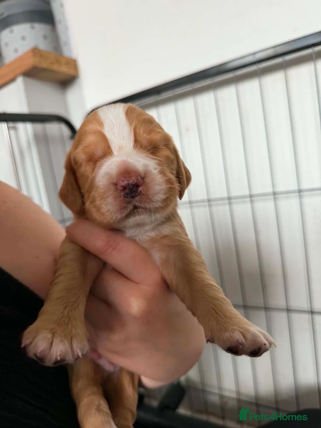 Cocker Spaniel dogs for sale: Cocker spaniel puppies  - Advert 19