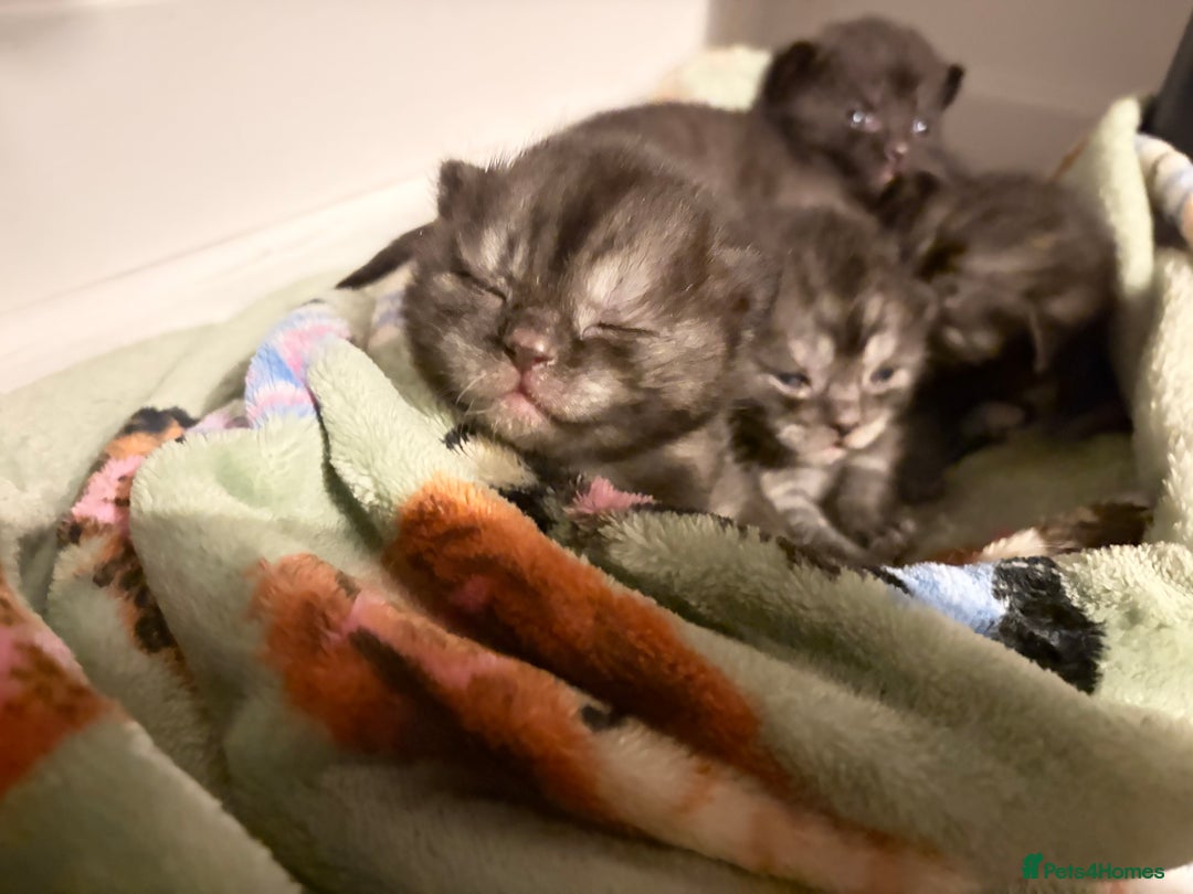 British Shorthair cats for sale: Beautiful British Shorthair Kittens  - Advert 26