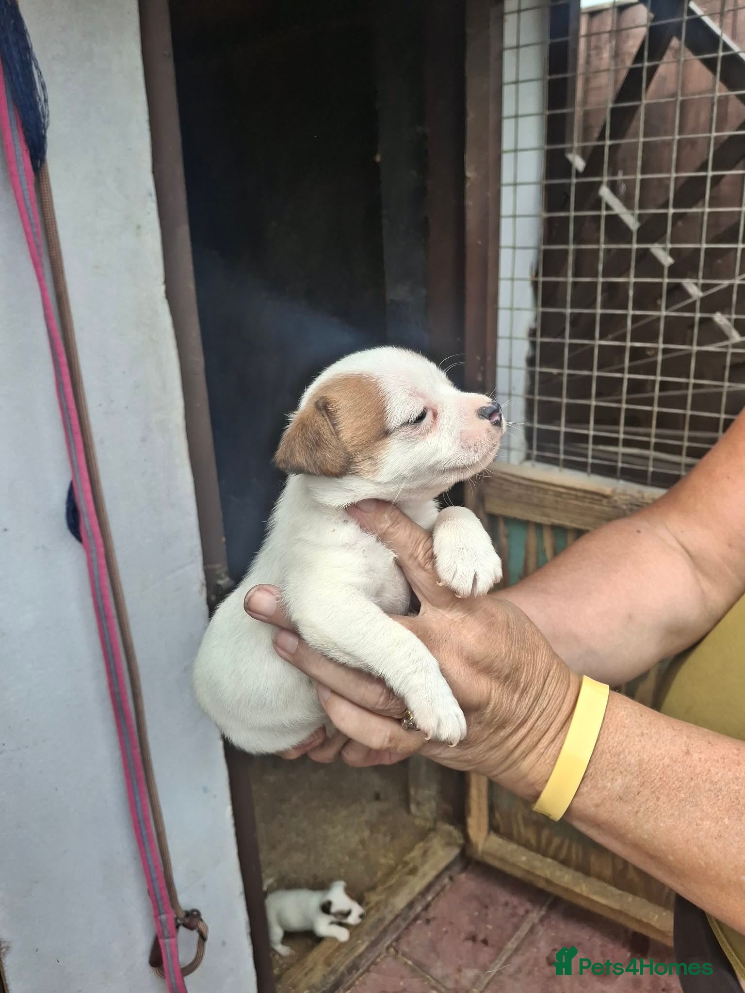 Jack Russell dogs for sale: Jack Russell puppys in Enfield - Advert 1