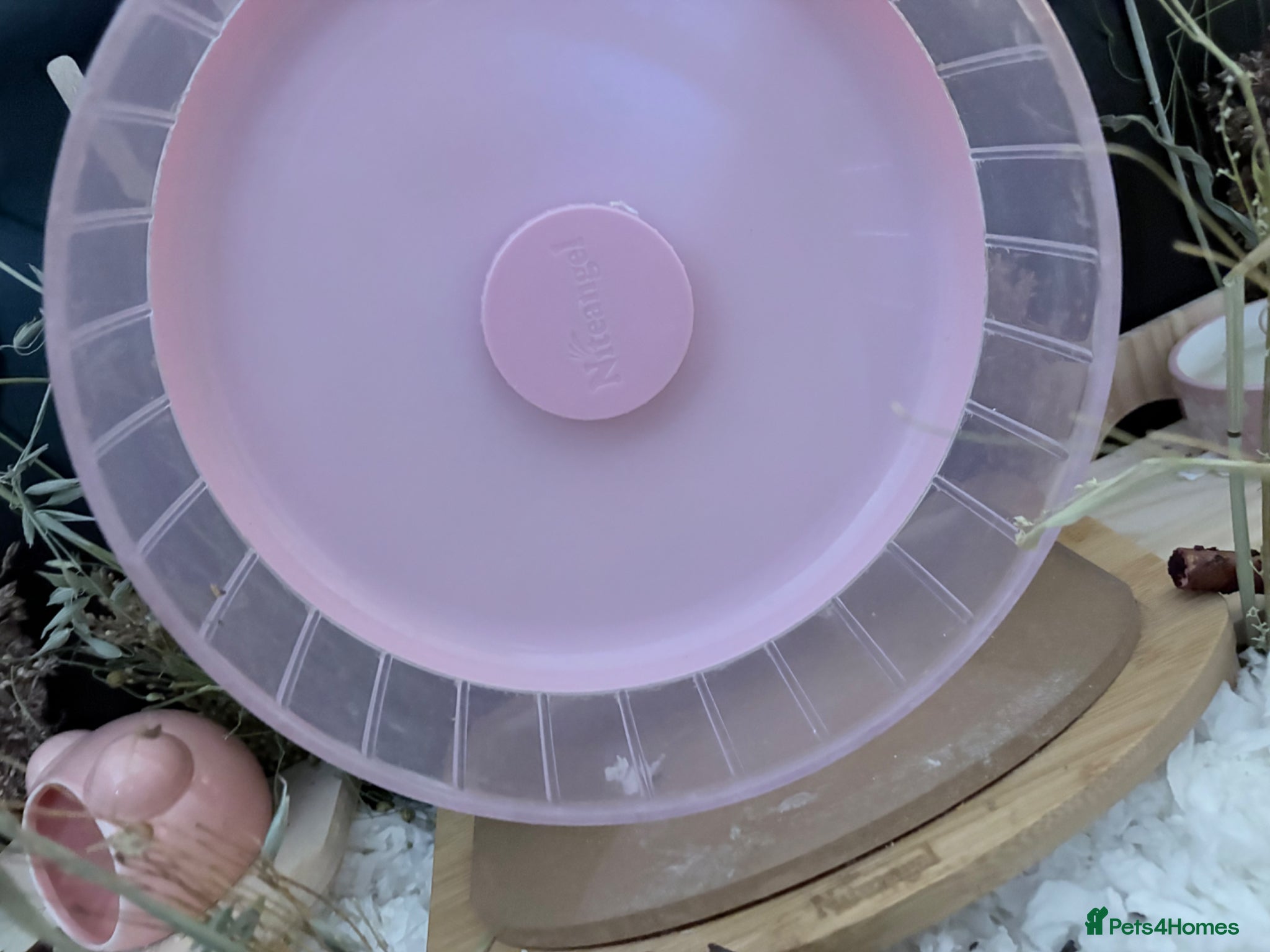 Hamster rodents for sale: Syrian hamster cage and all accessories included  - Advert 7