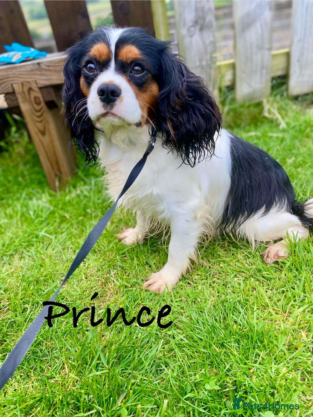 Cavalier King Charles Spaniel dogs KC reg King Charles Cavalier for Stud in Carmarthen - Advert 4