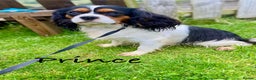 Cavalier King Charles Spaniel dogs for stud: KC reg King Charles Cavalier for Stud in Carmarthen - Advert 1