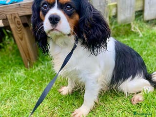 Cavalier King Charles Spaniel dogs KC reg King Charles Cavalier for Stud in Carmarthen - Advert 5
