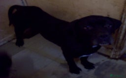 Cane Corso dogs for sale: Beautiful Cane Corso puppies for sale. - Advert 3