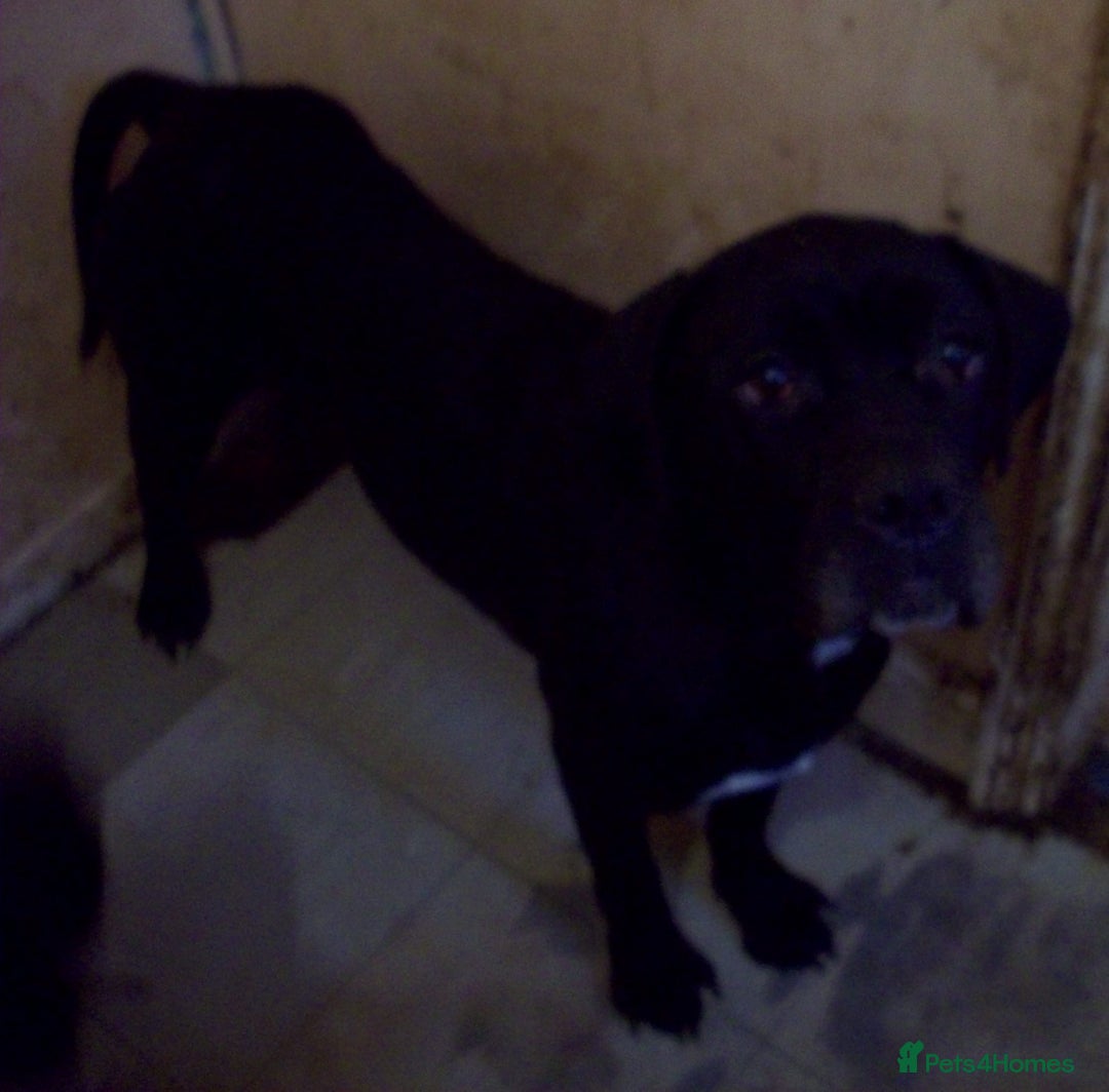 Cane Corso dogs for sale: Beautiful Cane Corso puppies for sale. - Advert 3