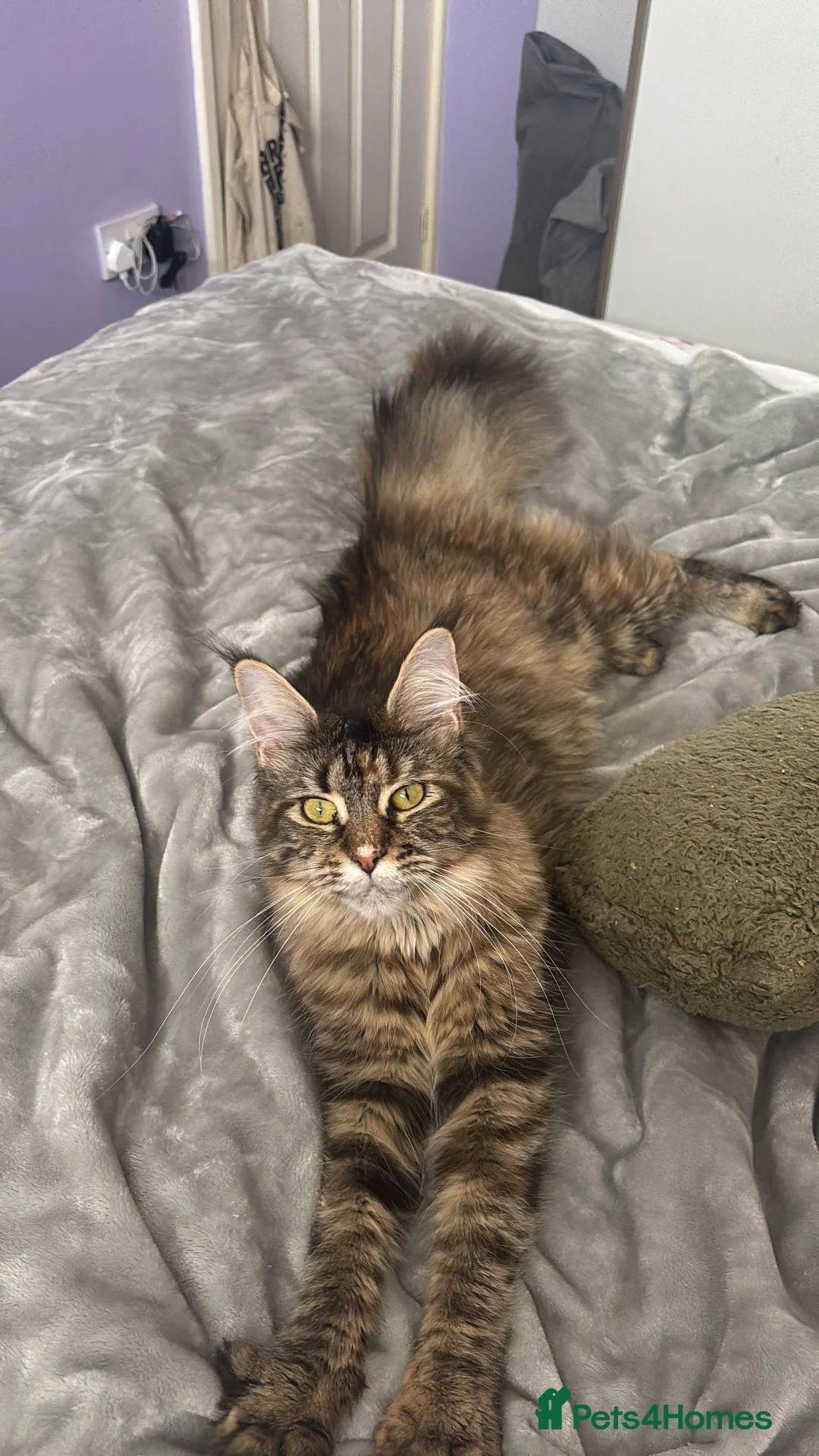 Maine Coon cats for sale: Half Mainecoon - Advert 4