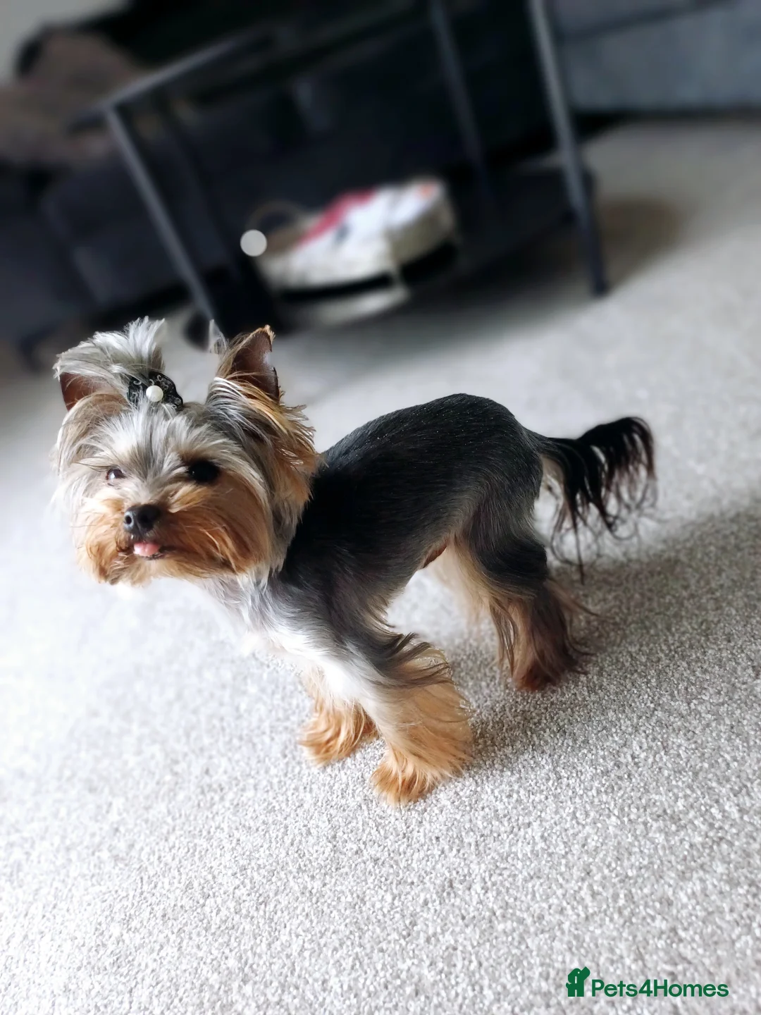 Yorkshire Terrier dogs for stud:  900grams !! The smallest cutest boy in Uk  in Bedford - Advert 5