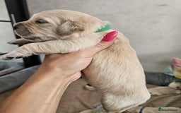 Golden Retriever dogs for sale: Lovely Golden Retriever puppies ❤️  - Image 12