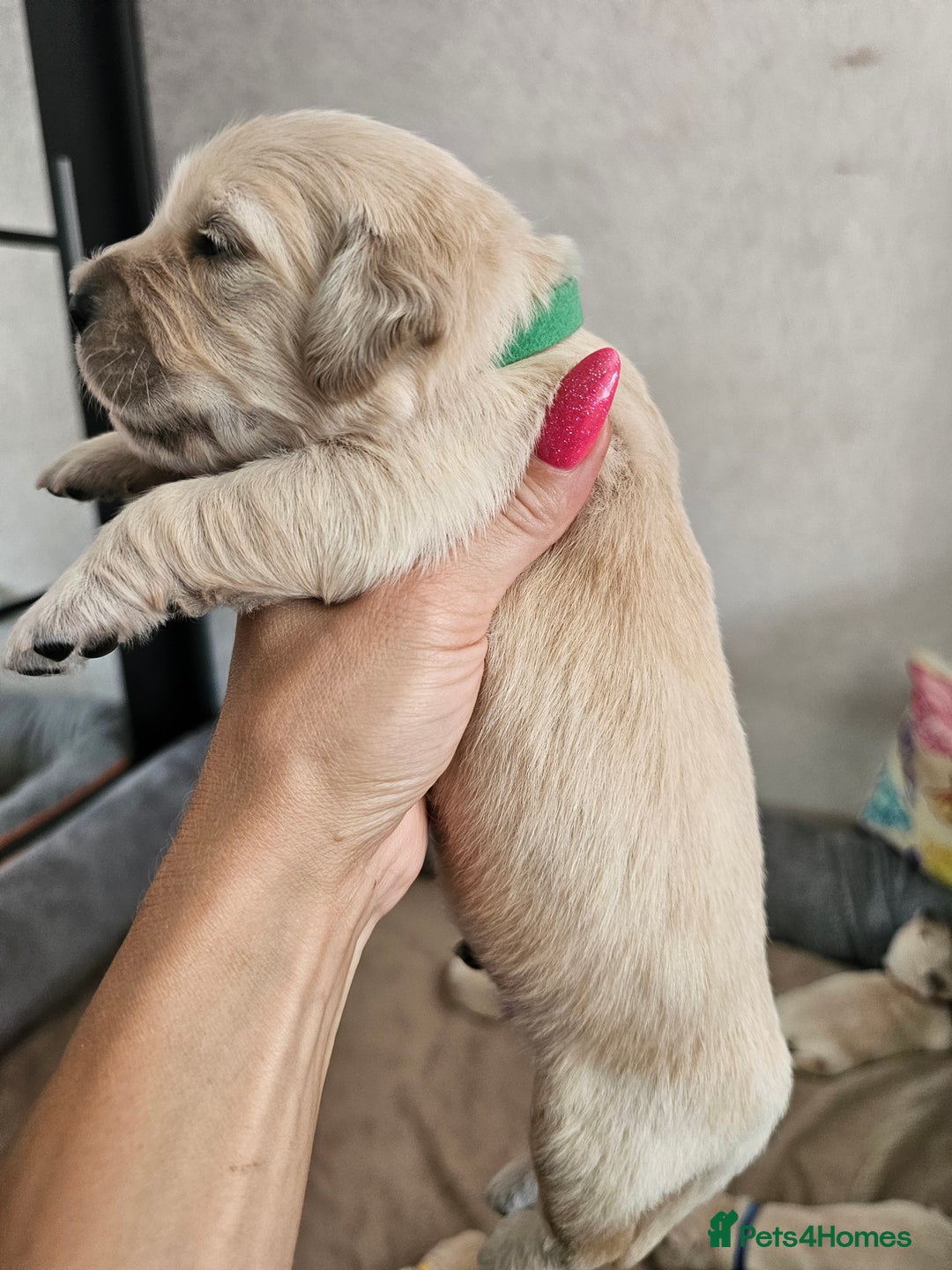 Golden Retriever dogs for sale: Lovely Golden Retriever puppies ❤️  - Image 12