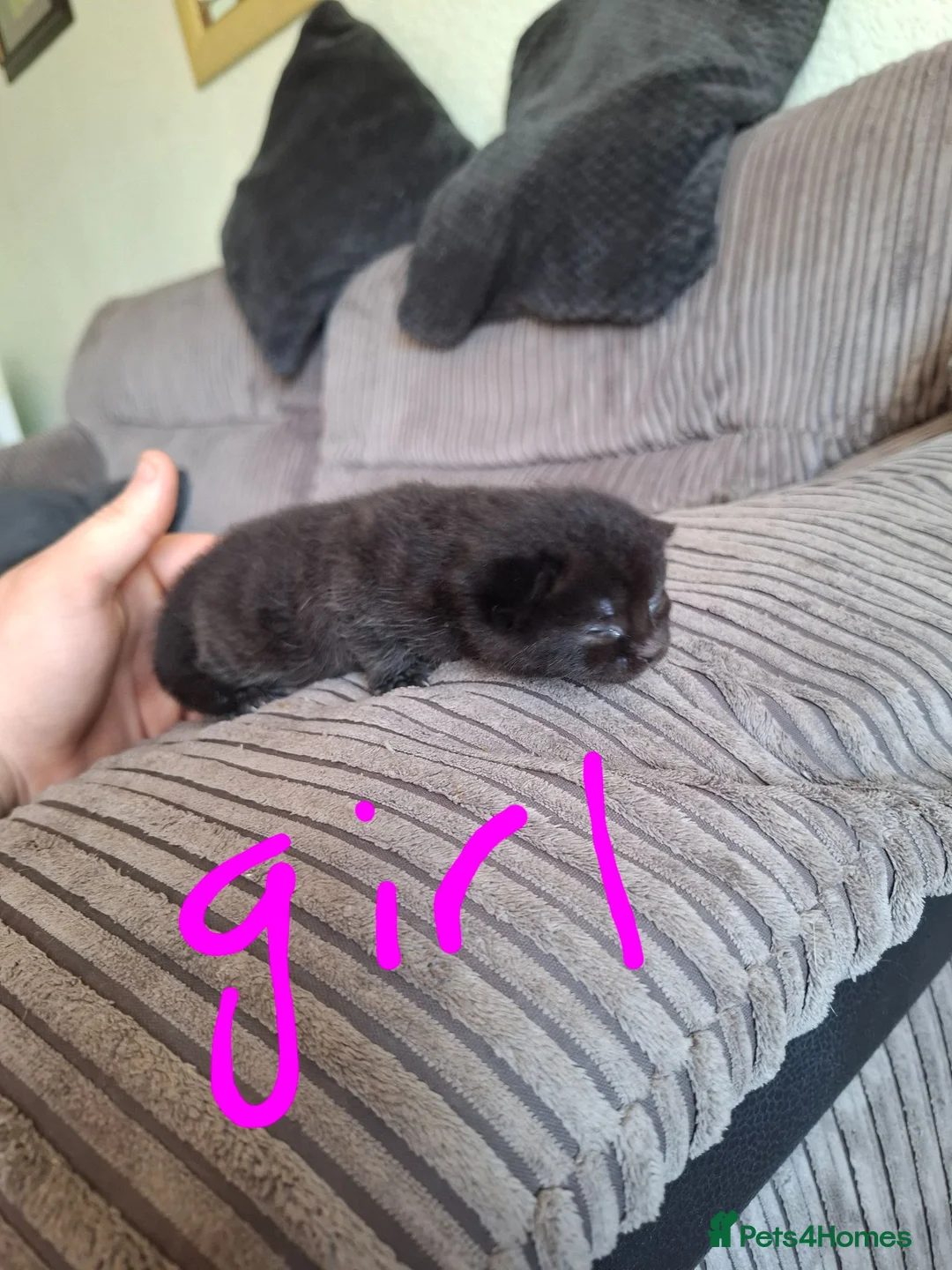 Mixed Breed cats for sale: Lovely mixed breed kittens  - Advert 8