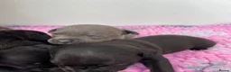 Staffordshire Bull Terrier dogs for sale: Kc Staffordshire bull terrier  - Advert 10