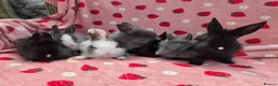Mixed Breed rabbits for sale: Ready Now☆ plush mini lion lop bunnies  - Advert 18