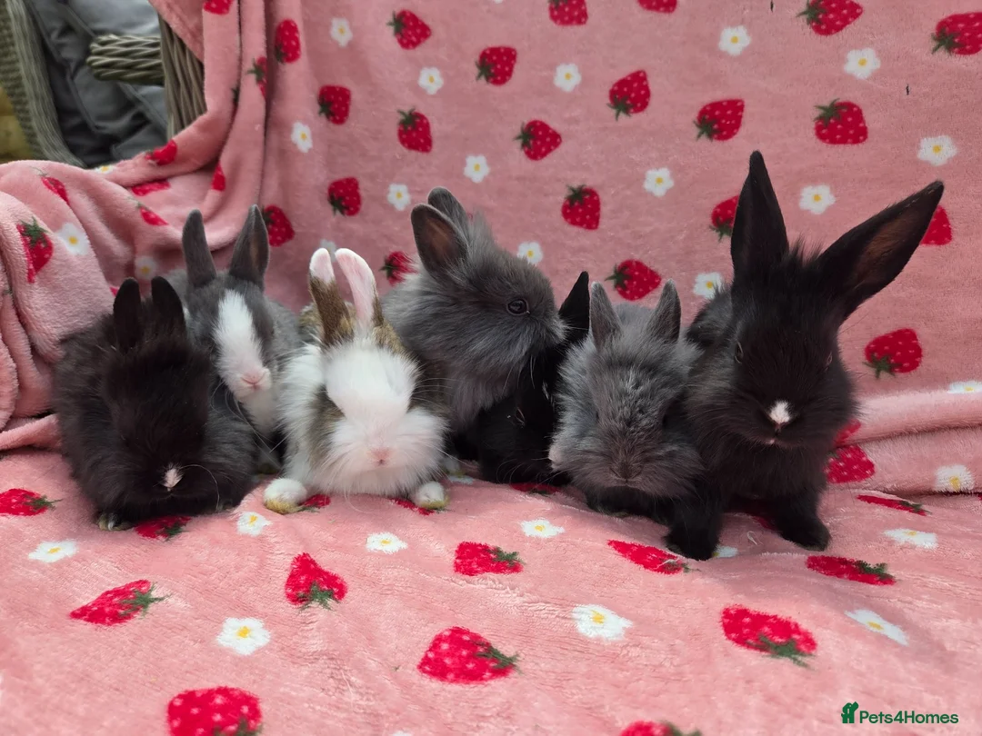 Mixed Breed rabbits for sale: Ready Now☆ plush mini lion lop bunnies  - Advert 18