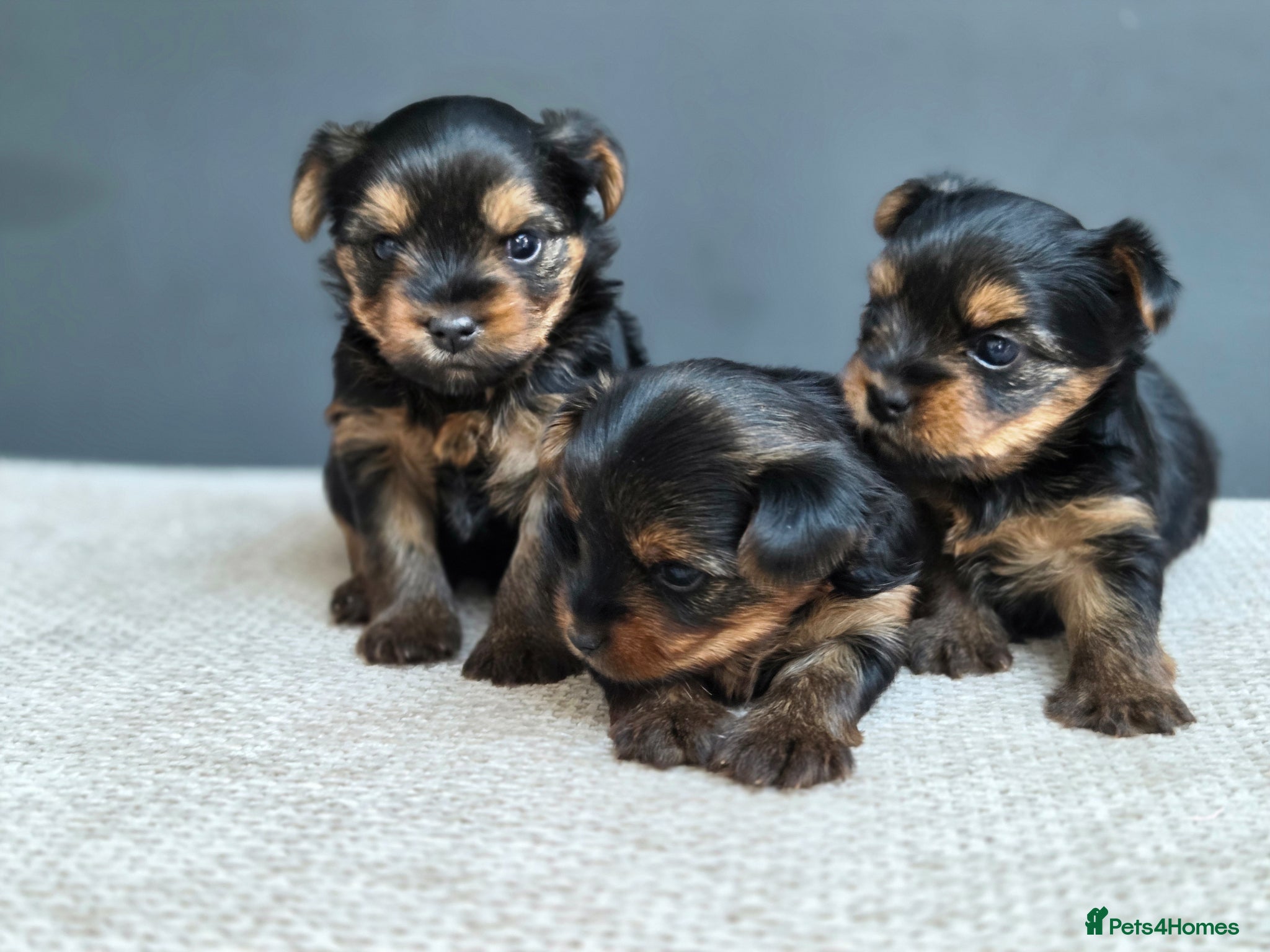 Yorkshire Terrier dogs BeautifulYorkshireTerrier Puppies-Raised with Care - Advert 1