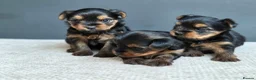 Yorkshire Terrier dogs for sale: BeautifulYorkshireTerrier Puppies-Raised with Care - Advert 1