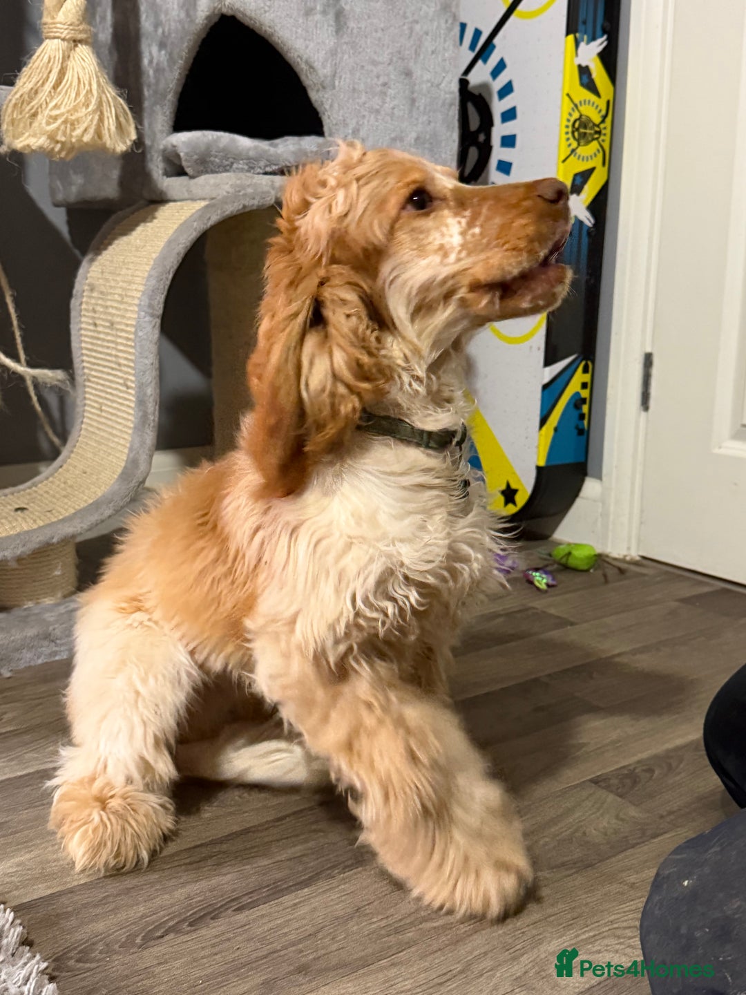 Cocker Spaniel dogs for sale: NOW RESERVED💙 - Advert 3