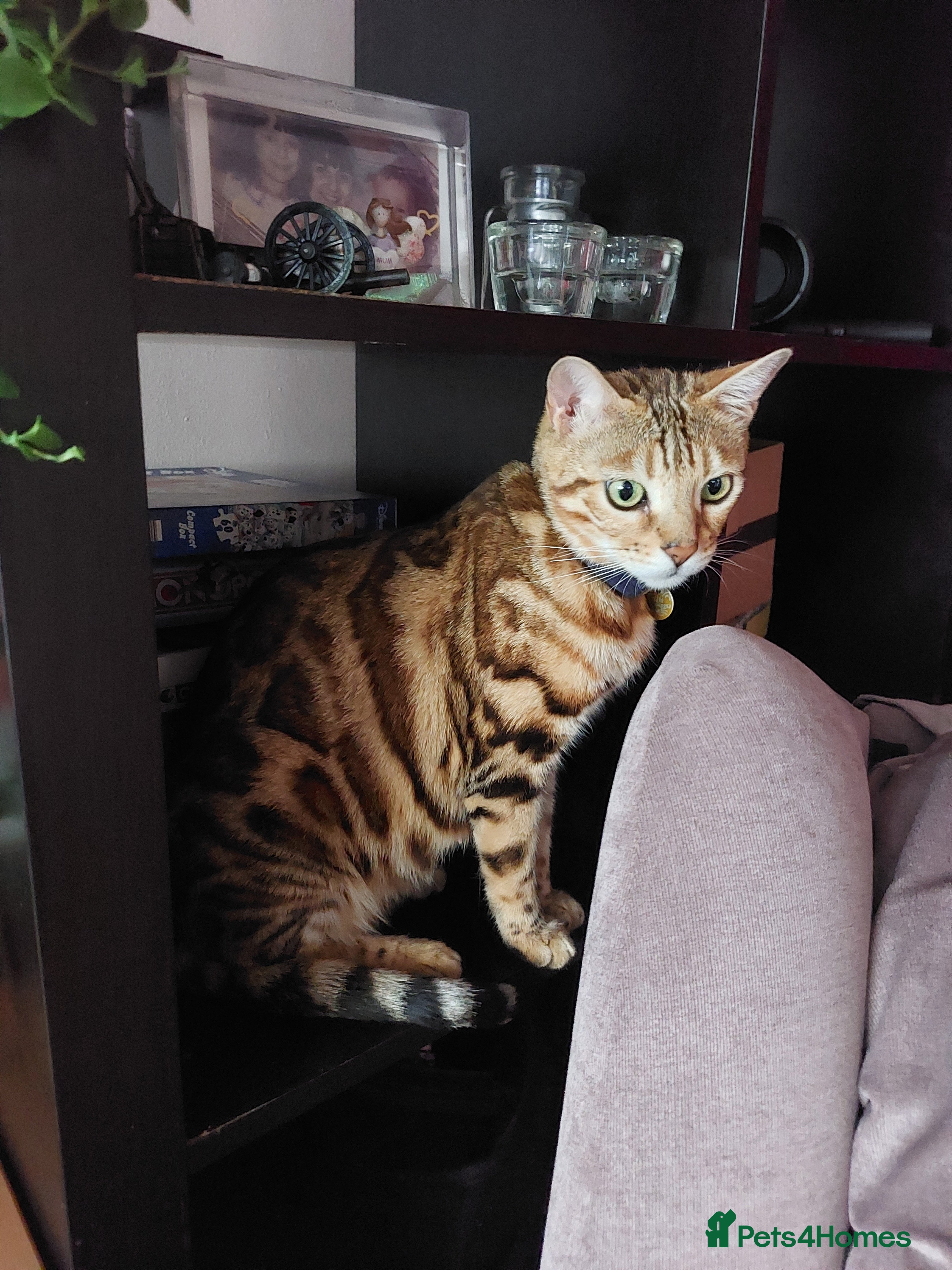Mixed Breed cats for sale: X Bengal Kitten Mixed Tabby Boy - Advert 13