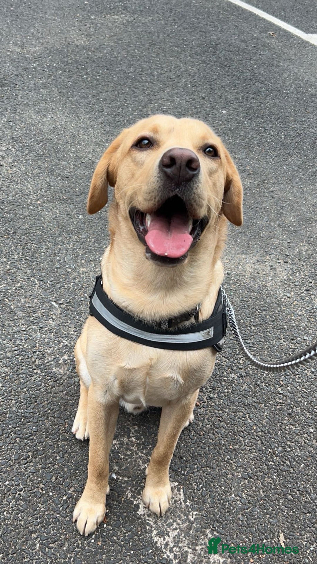 Labrador Retriever dogs for stud: Exceptional Labrador Stud - Advert 6