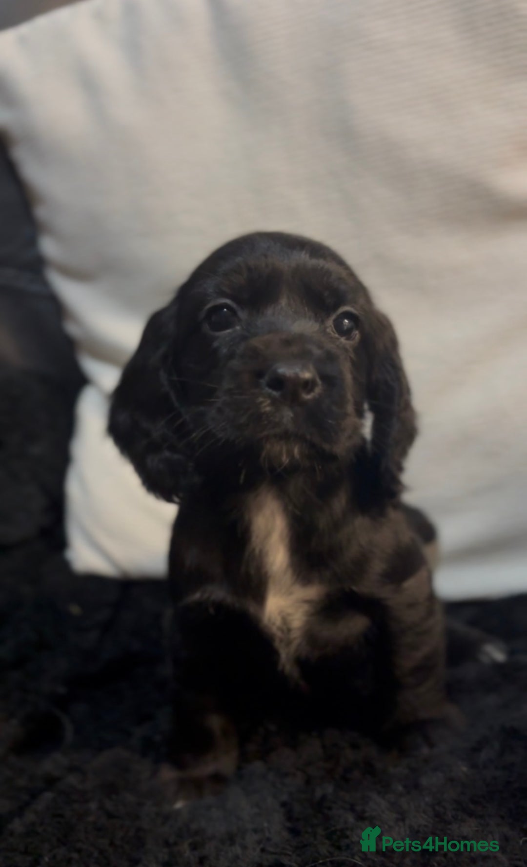 Cockapoo dogs for sale: Adorable F1B Cockapoos❤️💙 🐾 - Advert 12