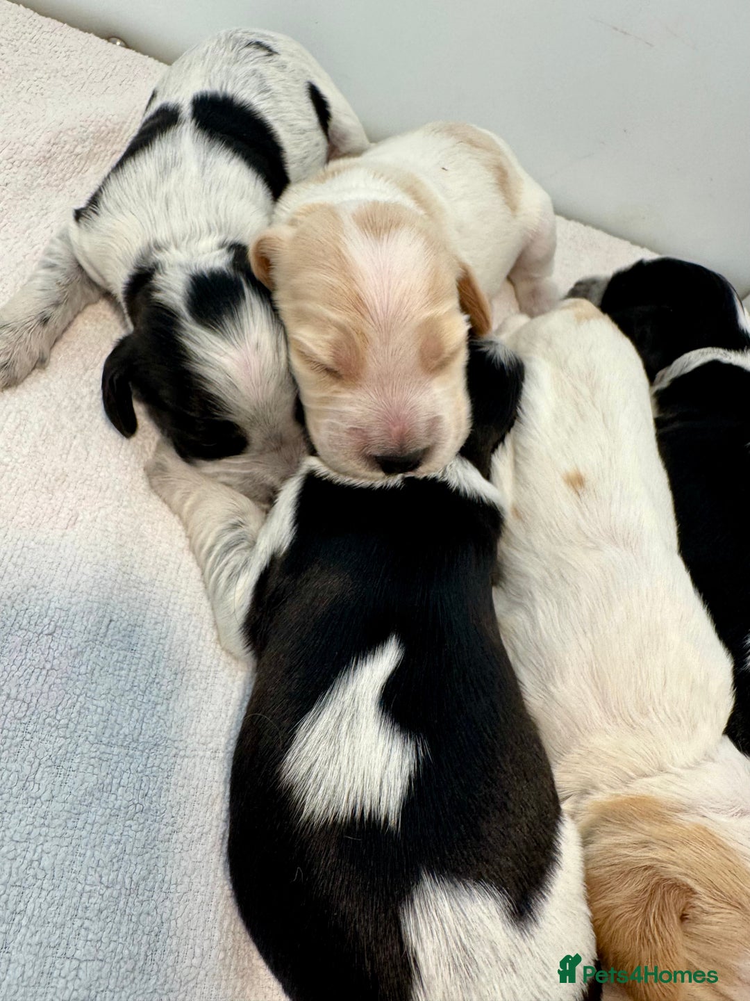 Cocker Spaniel dogs for sale: Pedigree Show cocker spaniels  - Image 7