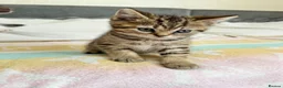 British Shorthair cats for sale: Four Beautiful BSH Tabby Kittens  - Advert 7