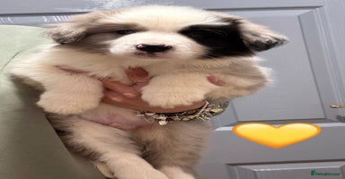 Border Collie dogs - Advert 11