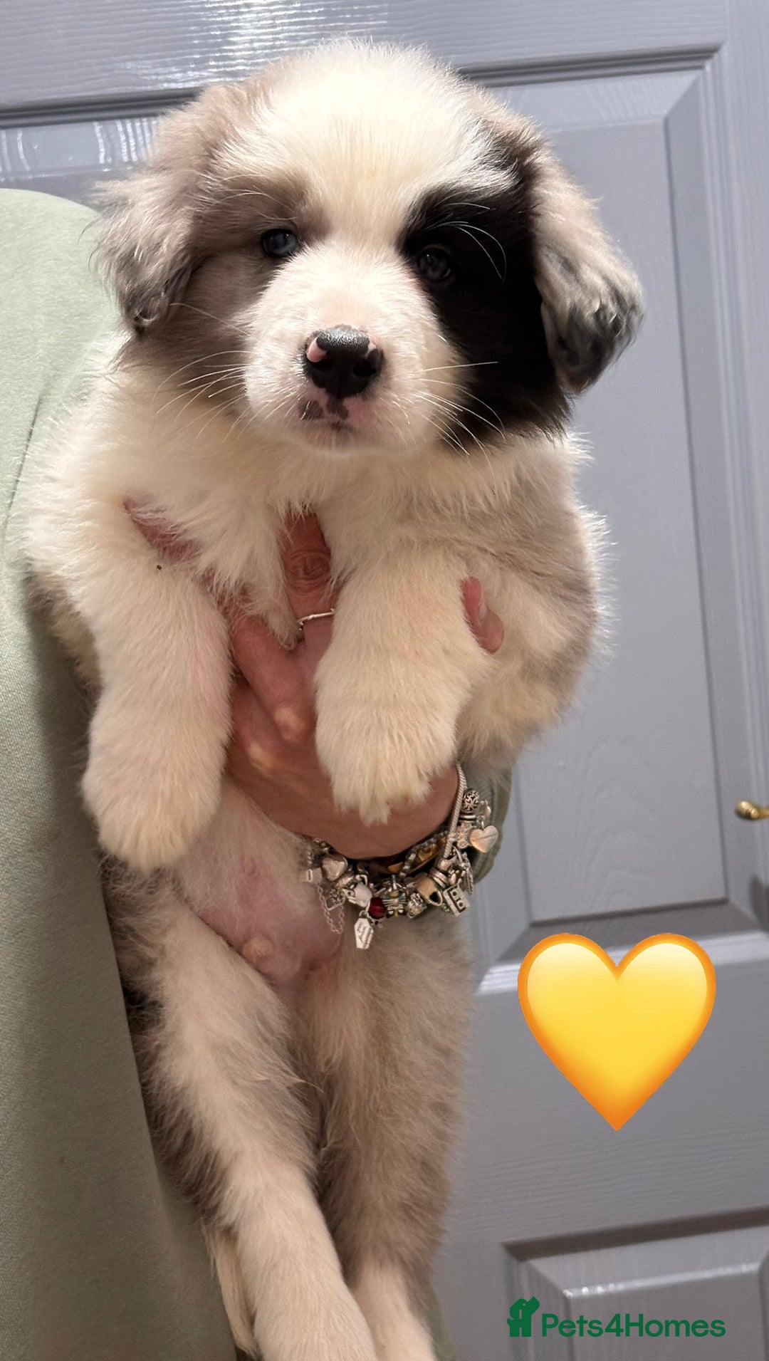 Border Collie dogs for sale: Quality Show Line KC Border Collie Champion🩸🧬 - Image 3