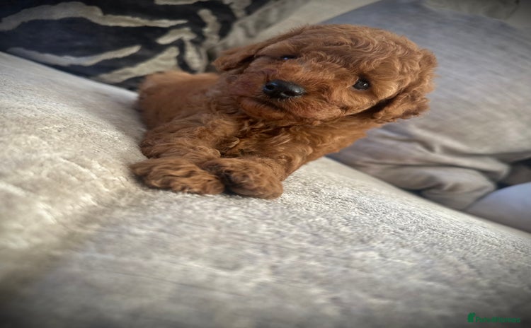 Cockapoo dogs - Advert 1