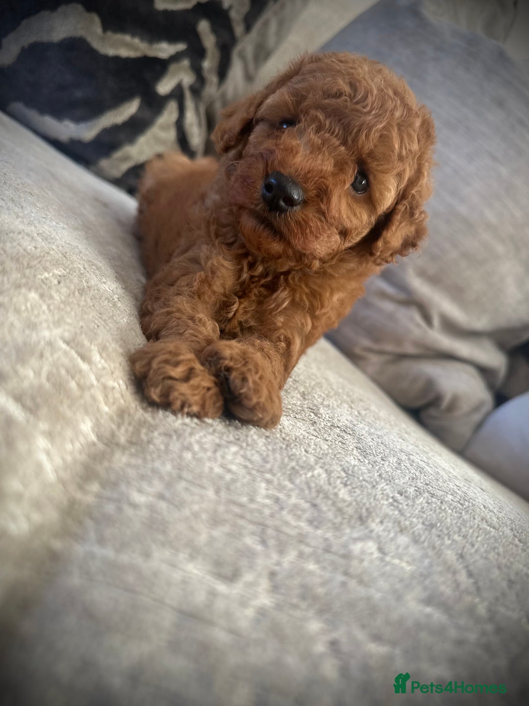 Cockapoo dogs for sale: 🌸Stunning fox red toy cockapoo🌸 - Image 1