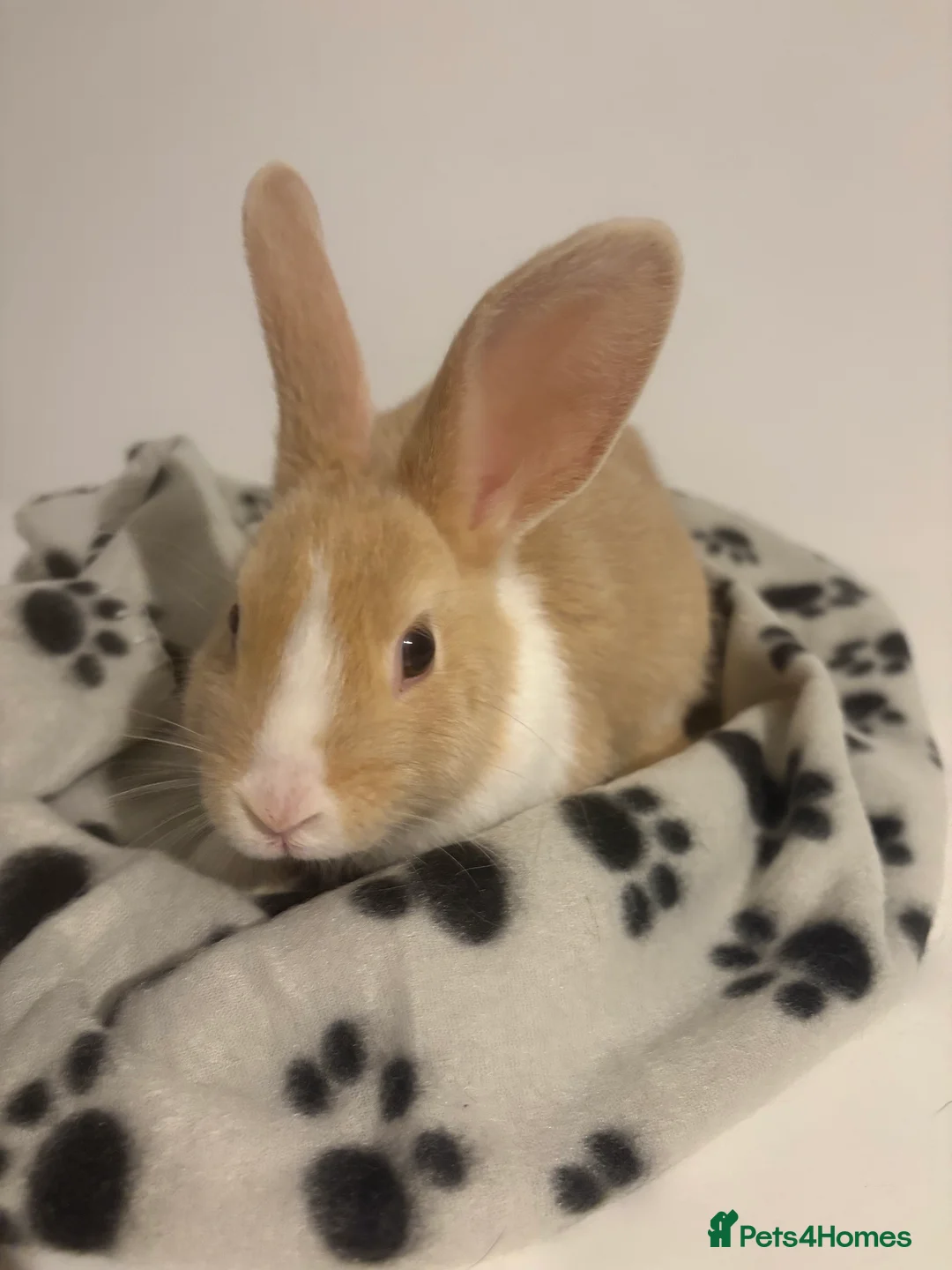 Dutch rabbits for sale: Adorable baby dutch bunnies - Advert 5